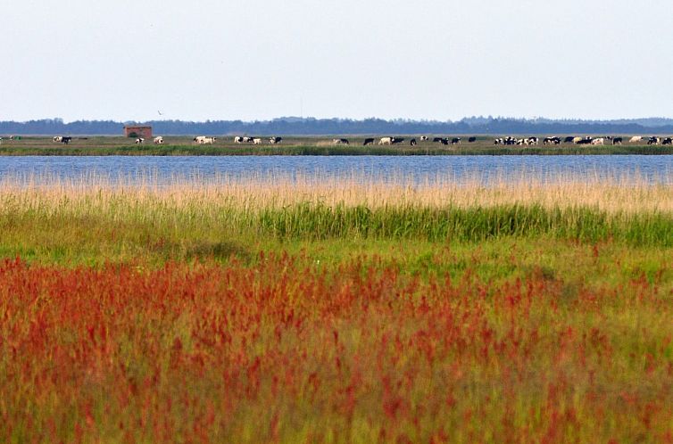 Appartement "Werna" - 800m from the sea