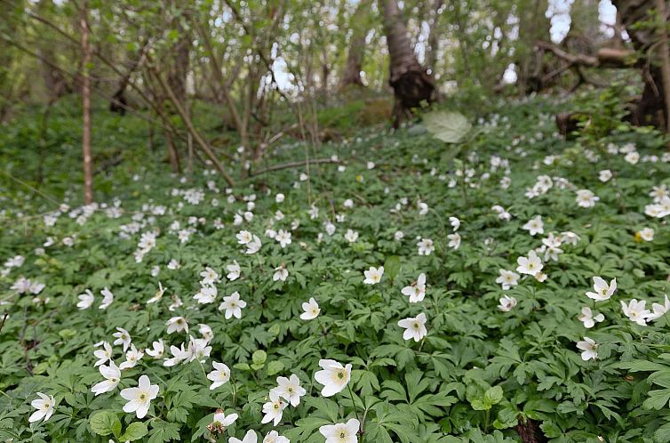 Vakantiehuis "Ensio" - 150m from the sea