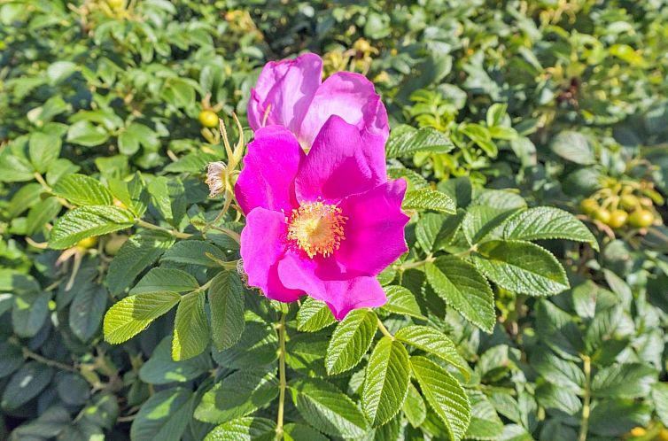 Appartement "Mia" - 200m from the sea