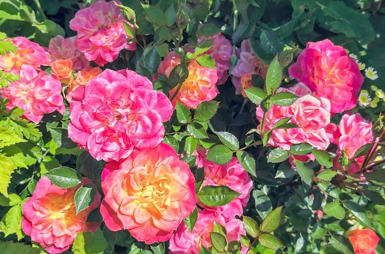 Vakantiehuis "Marit" - 1.5km from the sea