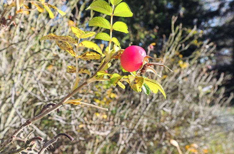 Vakantiehuis "Maikel" - 1km from the sea