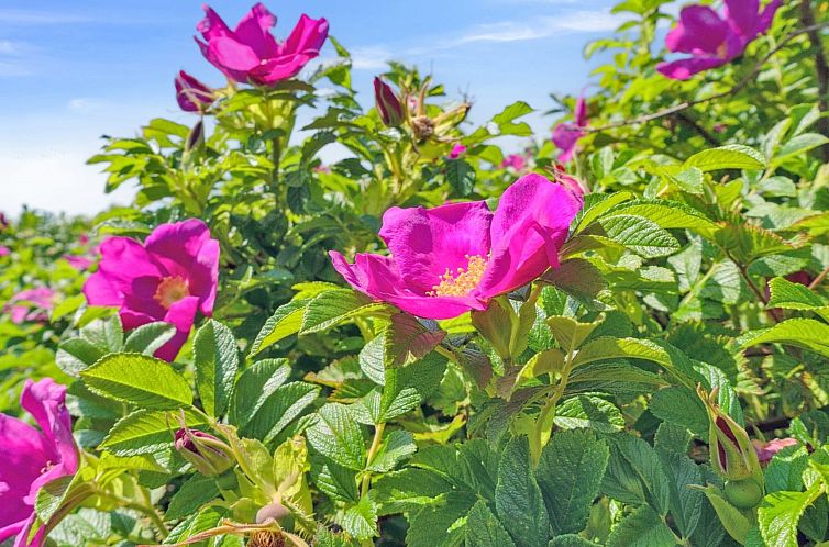 Vakantiehuis "Mariam" - 100m from the sea