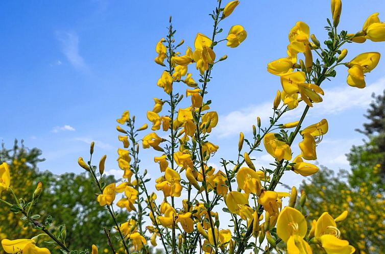 Vakantiehuis "Ajla" - 500m from the sea