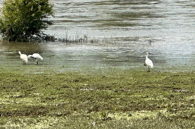 Vakantiehuis in Epse