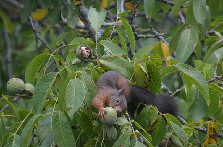 Vakantiehuis in Ruurlo
