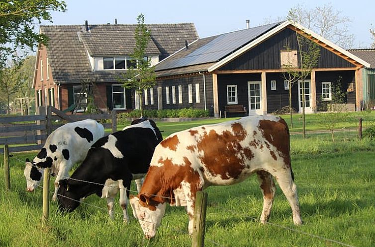 Vacation home in Westendorp with grazing cows near Achterhoek, Gelderland.