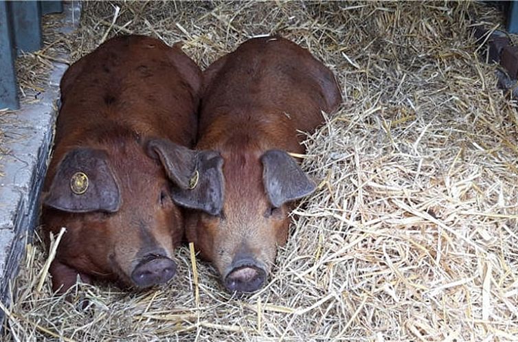 Huisje in Westendorp