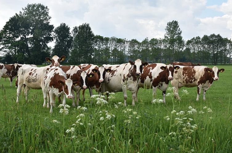 Vakantiehuis in Wichmond