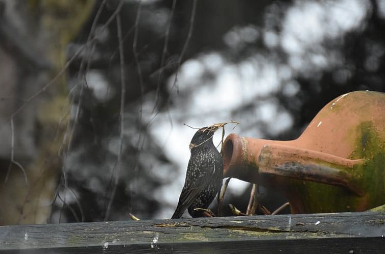 Vakantiehuis in Wichmond