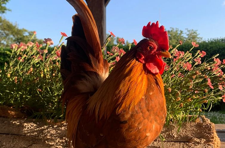 Vakantiehuisje in Winterswijk Miste