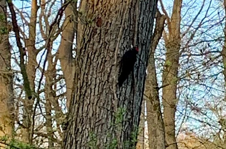 Vakantiehuisje in Winterswijk Miste