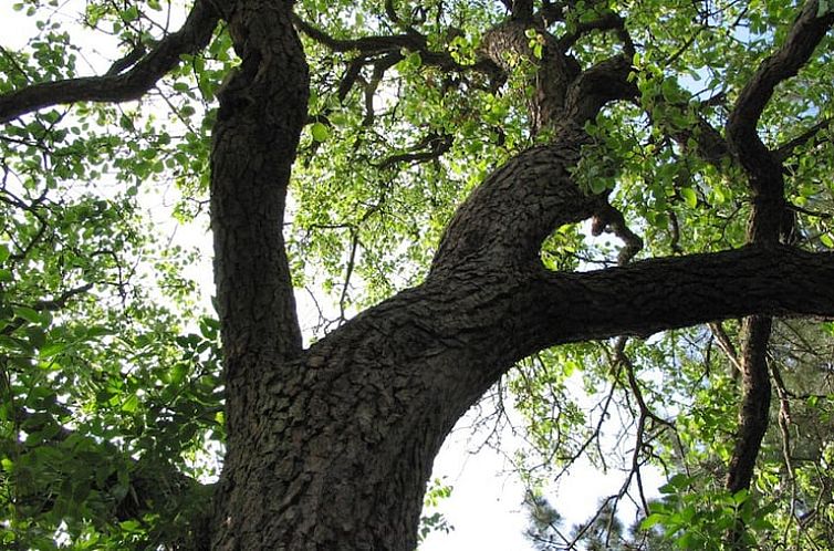 Vakantiehuisje in Warnsveld