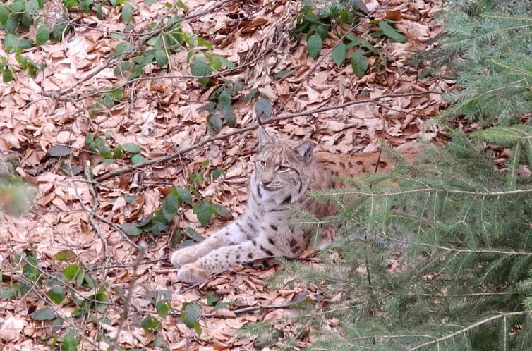 Hotel Dreisonnenberg