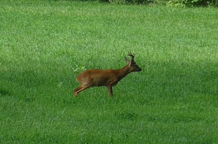 Vakantiehuisje in Joppe