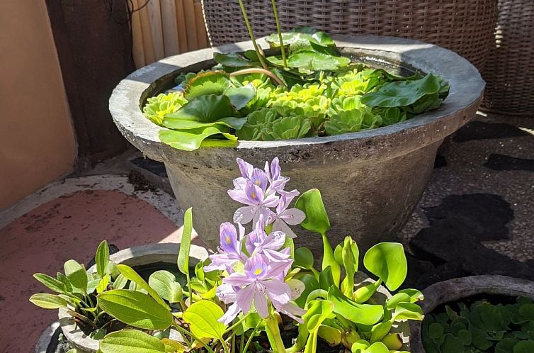 Appartement "Mangs Sawah View"