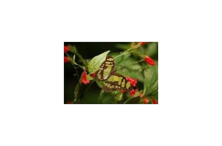 Stacaravan op de Veluwe