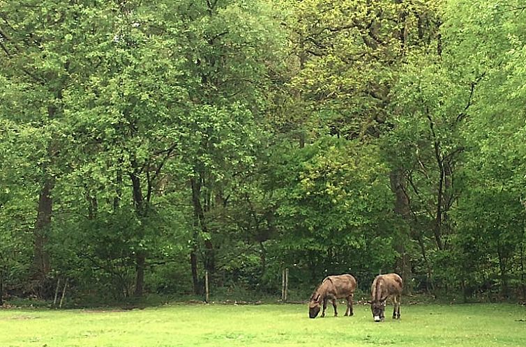 Vakantiehuis in Vierhouten