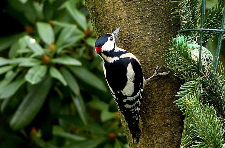 Vakantiehuisje in Bennekom