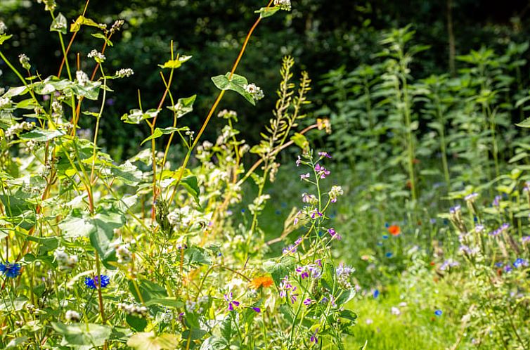 Vakantiehuisje in Hierden