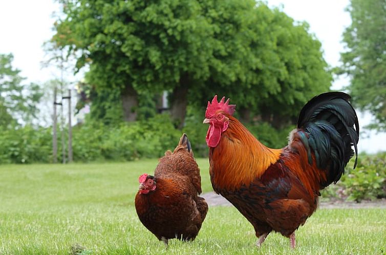 Vakantiehuis in Nieuwolda