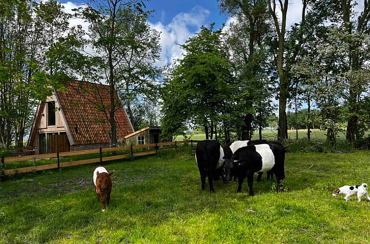 Vakantiehuisje in Tinallinge, Noordoost Groningen, omgeven door groene weiden en grazende koeien.