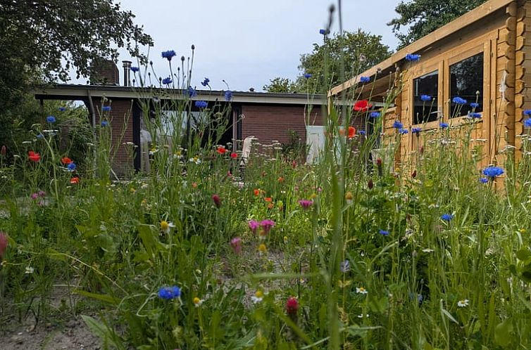 Huisje in Lauwersoog biedt een charmante tuin met wilde bloemen in Noordwest Groningen, ideaal voor natuurliefhebbers.