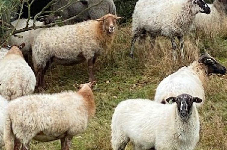 WedderheideHoeve in Wedde