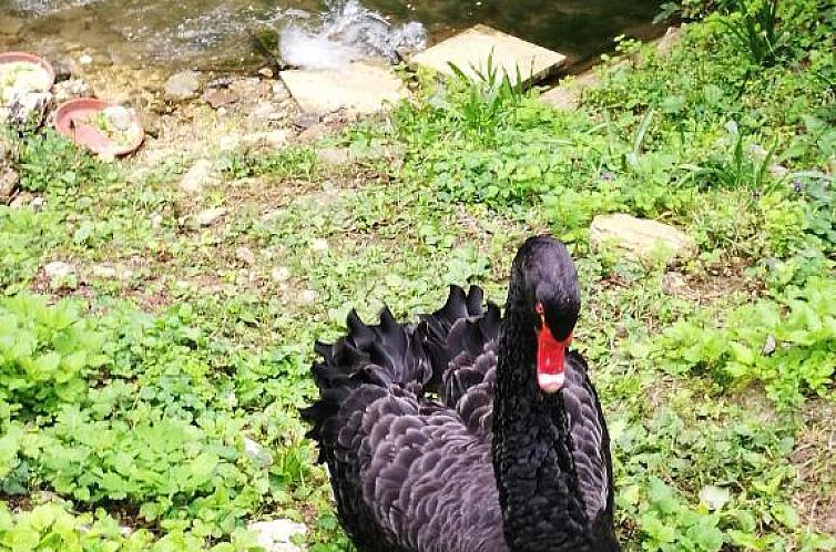 Hotel-Restaurant Bibermühle GmbH