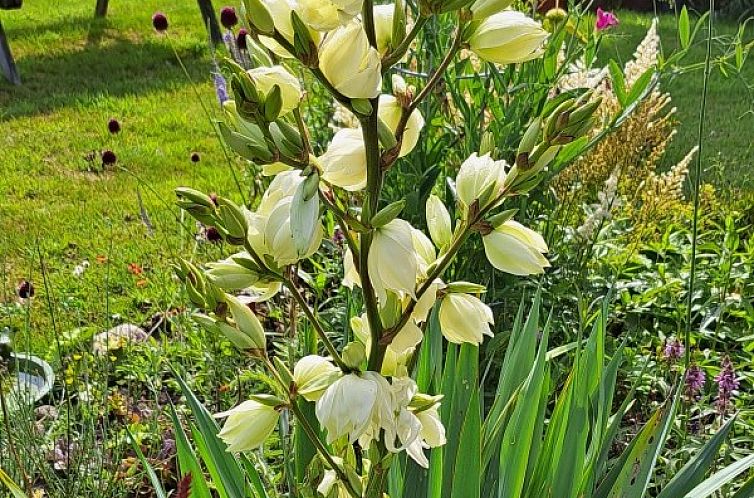 bed & breakfast DE DOBBE