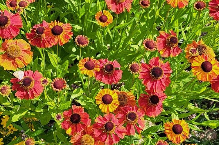 bed & breakfast DE DOBBE