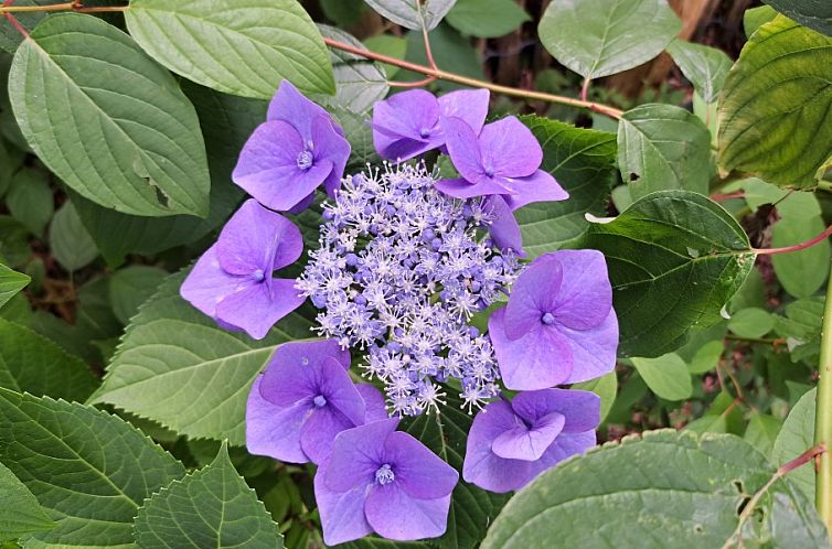 bed & breakfast DE DOBBE