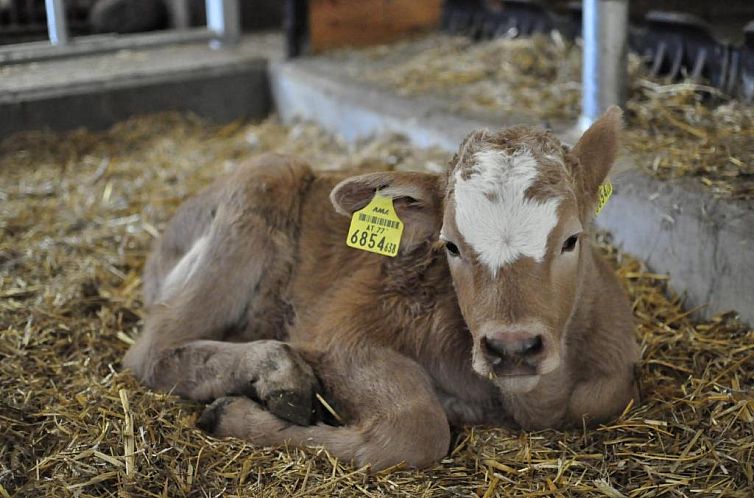 Stockreiter vulgo Grillschmied