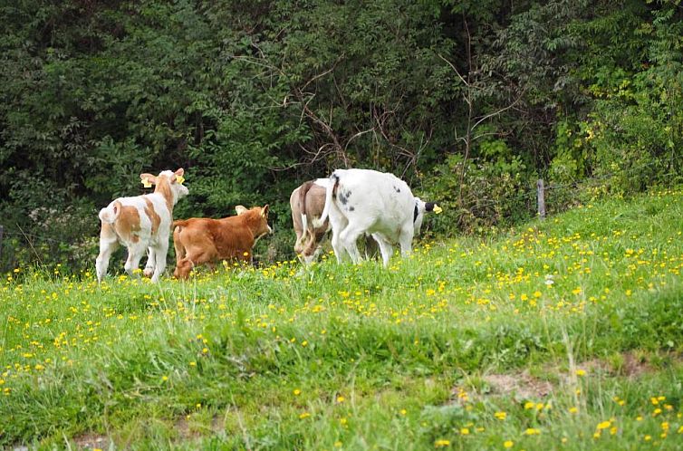 Stockreiter vulgo Grillschmied