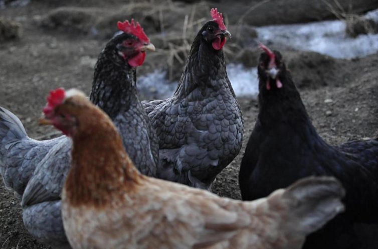 Stockreiter vulgo Grillschmied