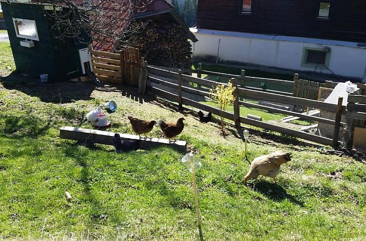 Stockreiter vulgo Grillschmied