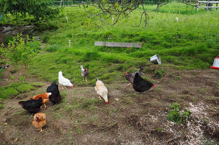 Stockreiter vulgo Grillschmied