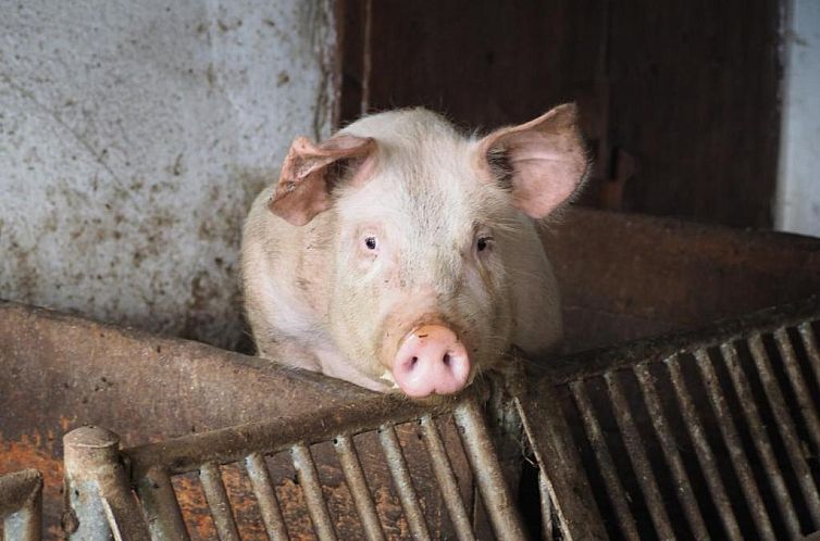 Stockreiter vulgo Grillschmied