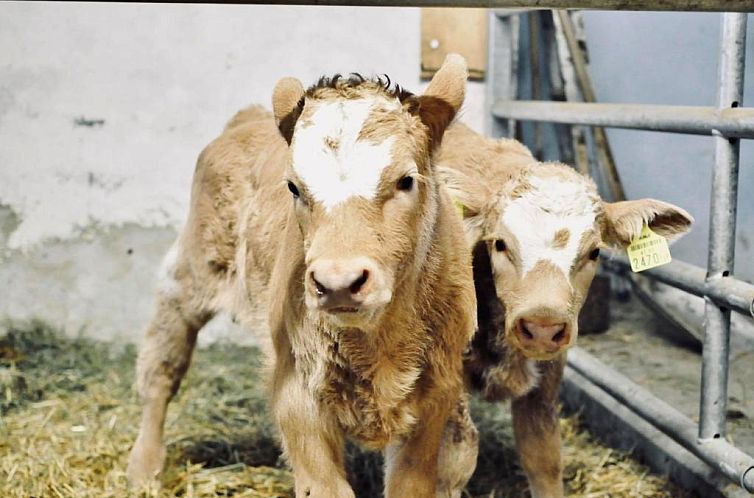 Stockreiter vulgo Grillschmied