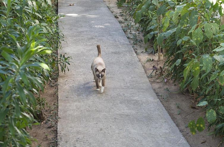 Lanta Island Resort - SHA Extra Plus