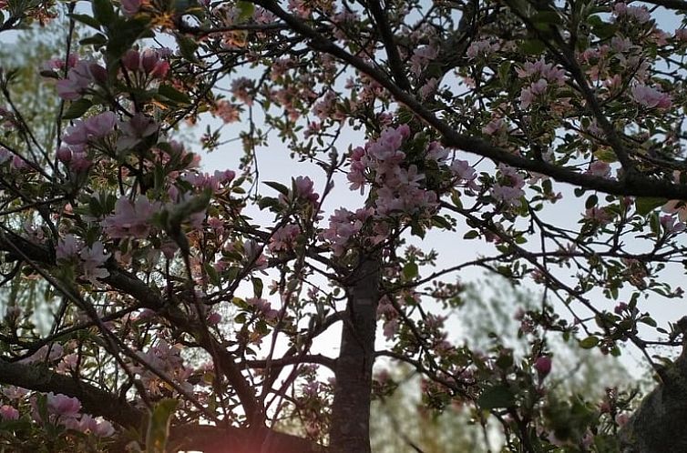 Vakantiehuisje in Stramproy