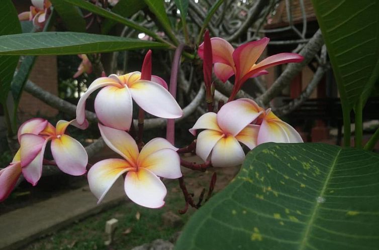 Flora Ville-SHA PLUS