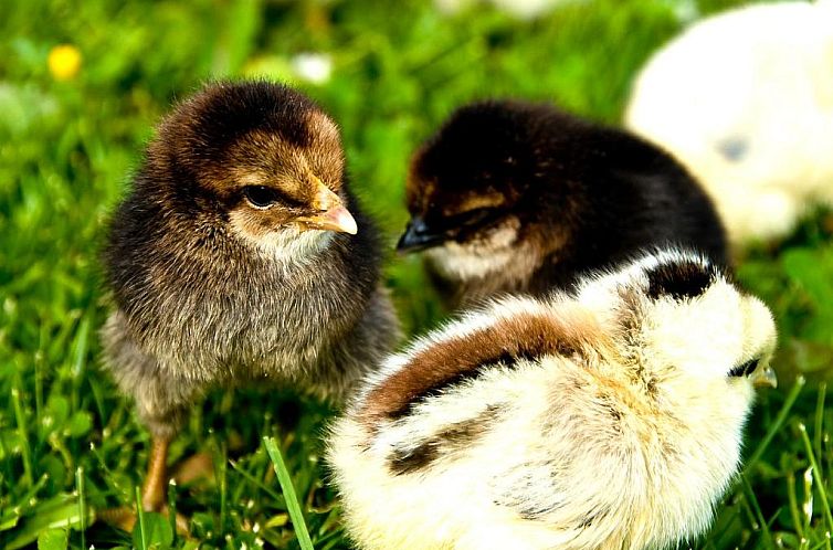 Långänge Bed & Breakfast