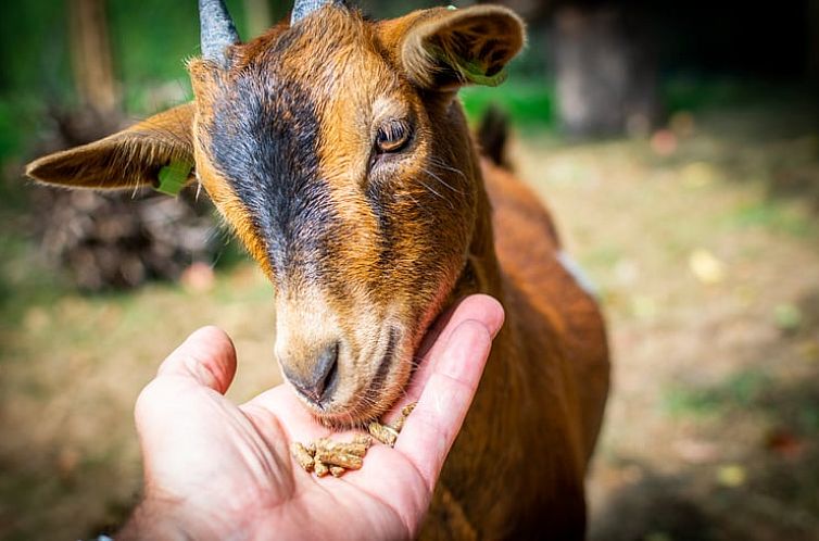 Vakantiehuis in Valkenburg