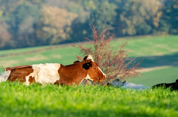 Vakantiehuis in Gulpen