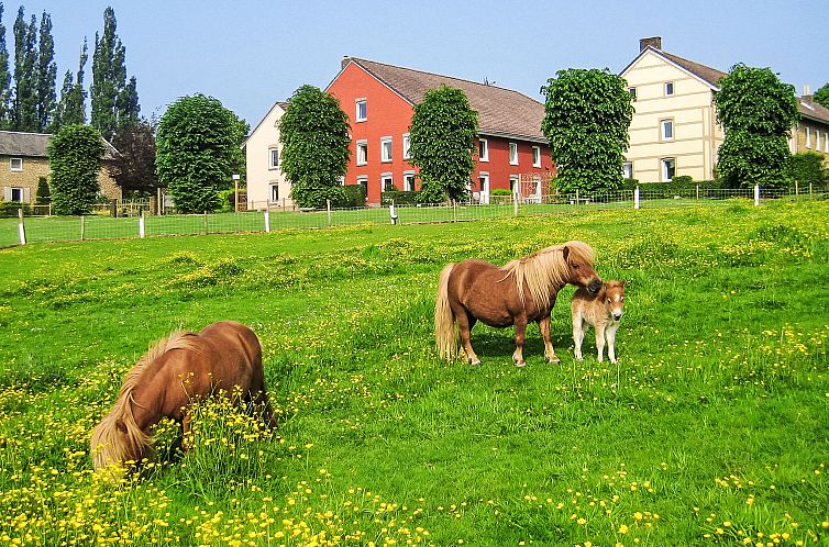 Vakantiehuis Vrijstaande 10 persoons
