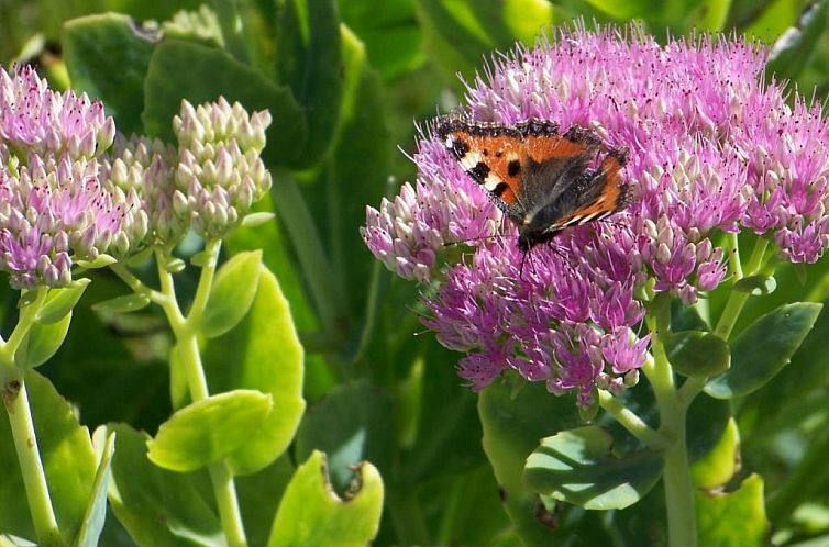 Gästehaus Rachelblick