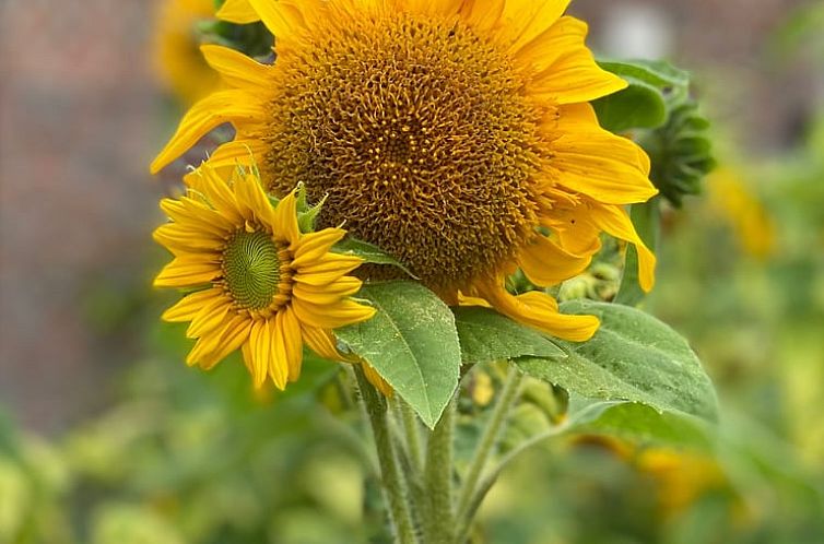 Vakantiehuis in Klimmen