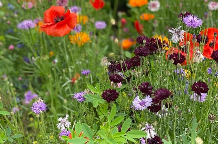 Vakantiehuis in Klimmen