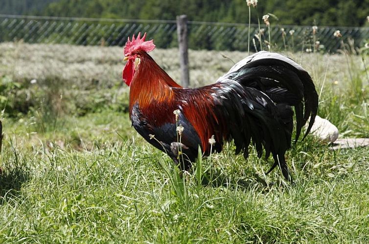 Gästehaus Hinterponholz