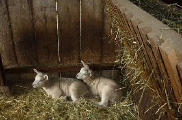 Vakantiewoning “in de Boomgaard” met open haard